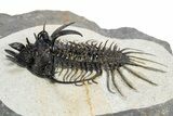 Spiny Quadrops Trilobite - Ofaten, Morocco #311504-2
